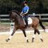 Regional Pony Club Candidates Achieve National Certification